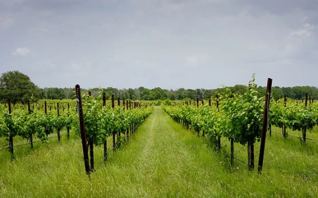 Spicewood Vineyards